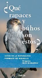 QUE RAPACES Y BÚHOS SON ESTOS?