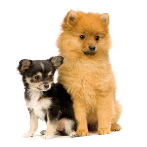 LAS 36 RAZAS DE PERROS