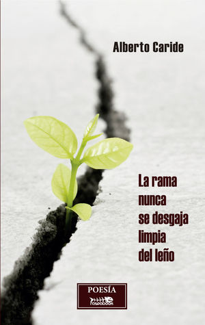 LA RAMA NUNCA SE DESGAJA LIMPIA DEL LEÑO