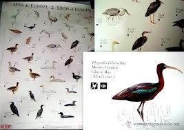 GRAN CARTEL AVES DE EUROPA. BIRDS OF EUROPE. 97X67 CM. DUPONT